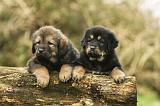 DOGUE DU TIBET 411